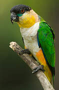 Black-headed Parrot