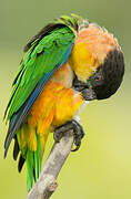 Black-headed Parrot