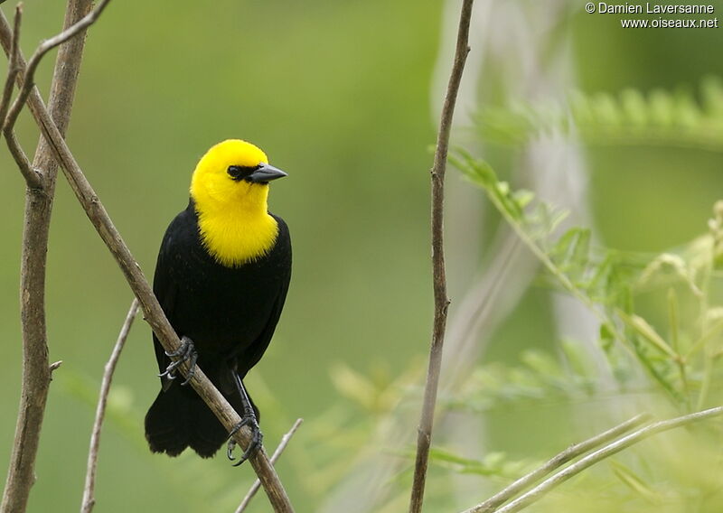 Yellow-hooded Blackbird male