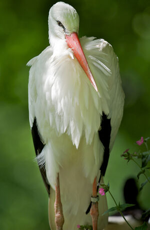 Cigogne blanche