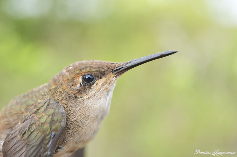 Ruby-topaz Hummingbird female