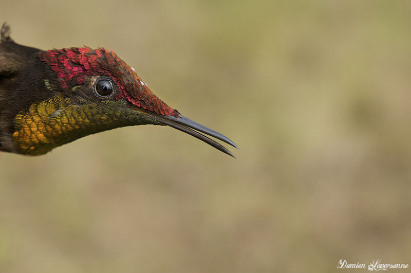 Ruby-topaz Hummingbird male