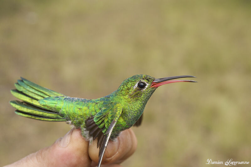 Green-tailed Goldenthroat