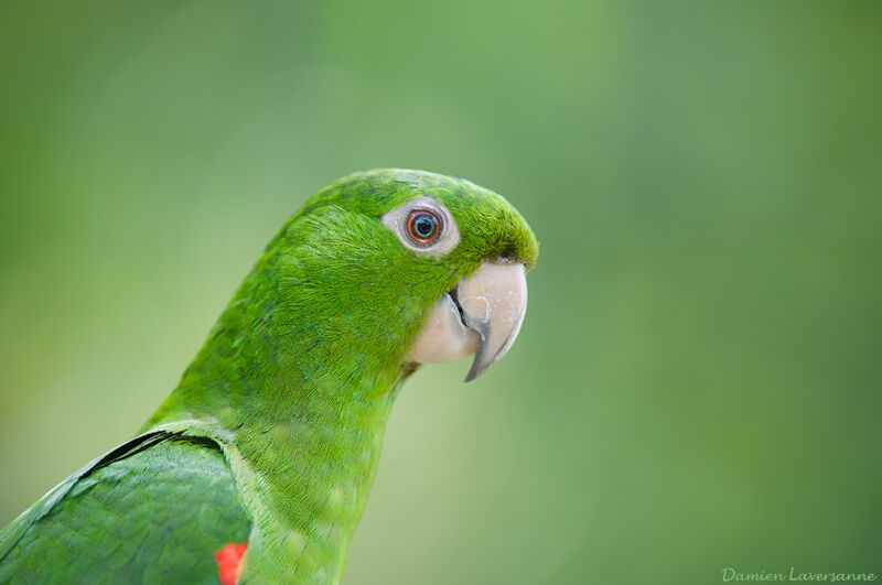 White-eyed Parakeet, identification