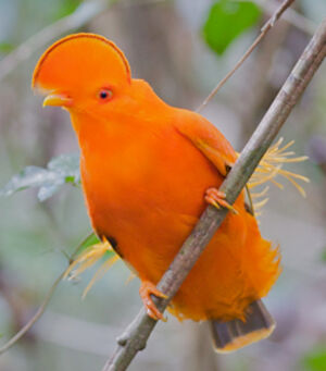 Coq-de-roche orange