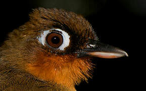 Rufous-throated Antbird