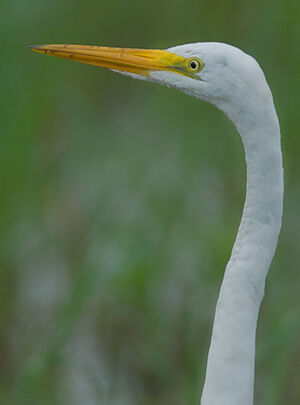 Great Egret
