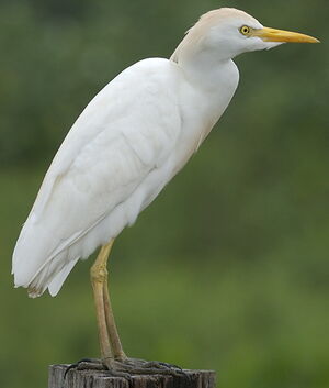 Western Cattle Egret