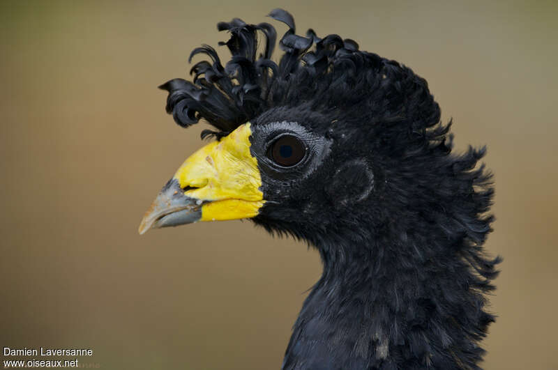 Black Curassowadult, close-up portrait