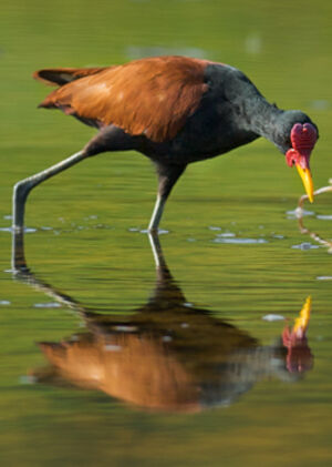 Wattled Jacana