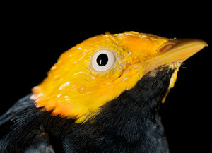 Golden-headed Manakin