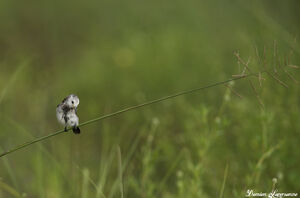 White-headed Marsh Tyrant