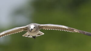 Laughing Gull