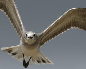 Laughing Gull