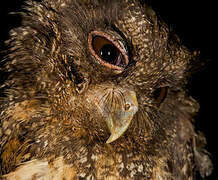 Tawny-bellied Screech Owl