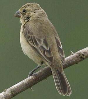 Ruddy-breasted Seedeater
