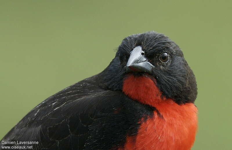 Red-breasted Blackbird male adult breeding, close-up portrait