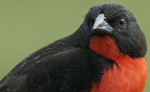 Red-breasted Blackbird