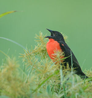 Red-breasted Blackbird