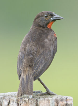 Red-breasted Blackbird
