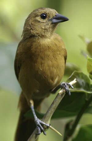 Tangara � galons blancs