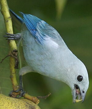 Blue-grey Tanager