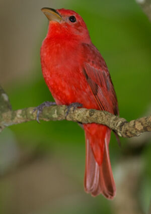 Summer Tanager