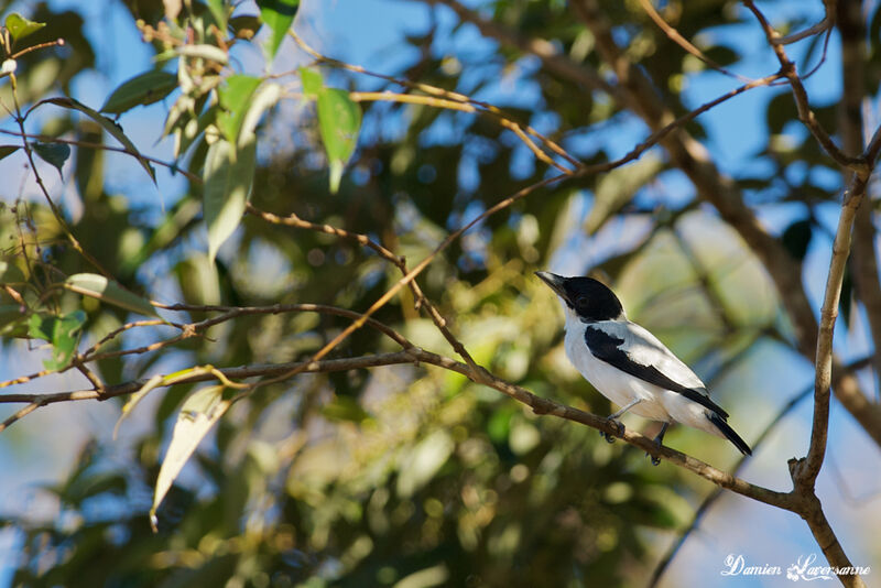 Black-crowned Tityra male