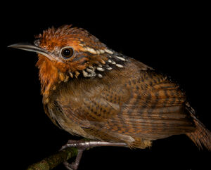 Musician Wren