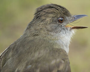 Short-crested Flycatcher
