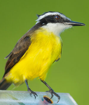 Lesser Kiskadee