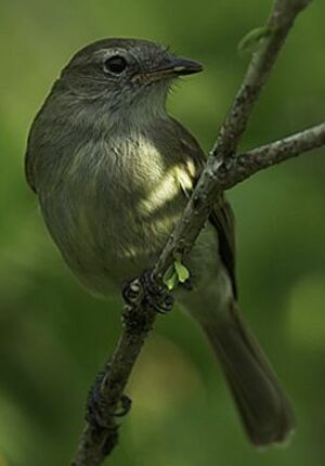 Mouse-colored Tyrannulet