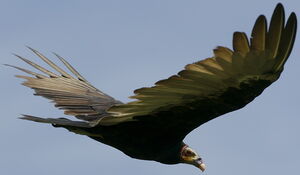 Lesser Yellow-headed Vulture