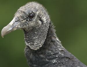 Black Vulture