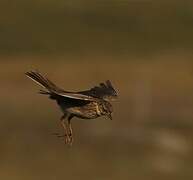Eurasian Skylark