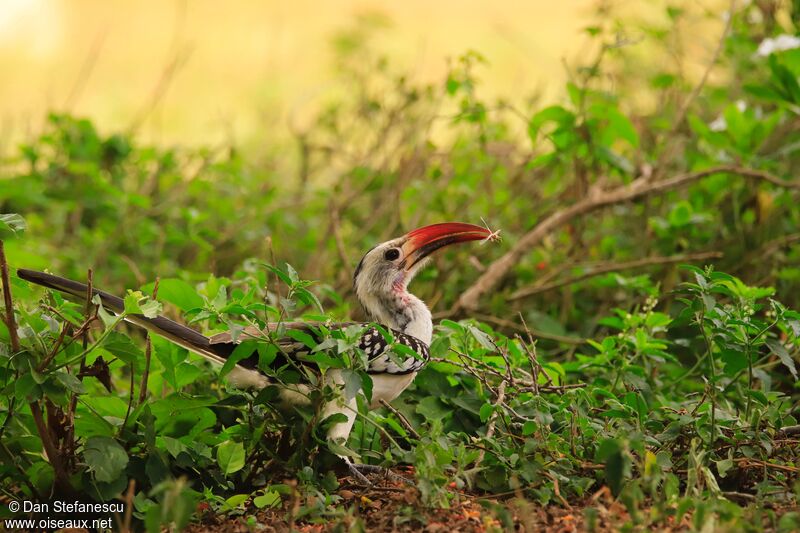 Northern Red-billed Hornbill male adult, eats