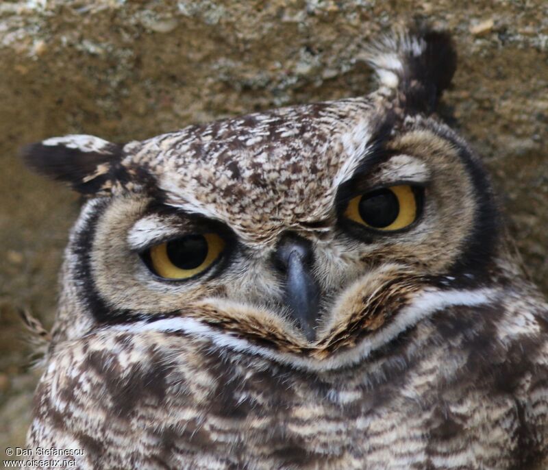 Lesser Horned Owladult breeding, close-up portrait