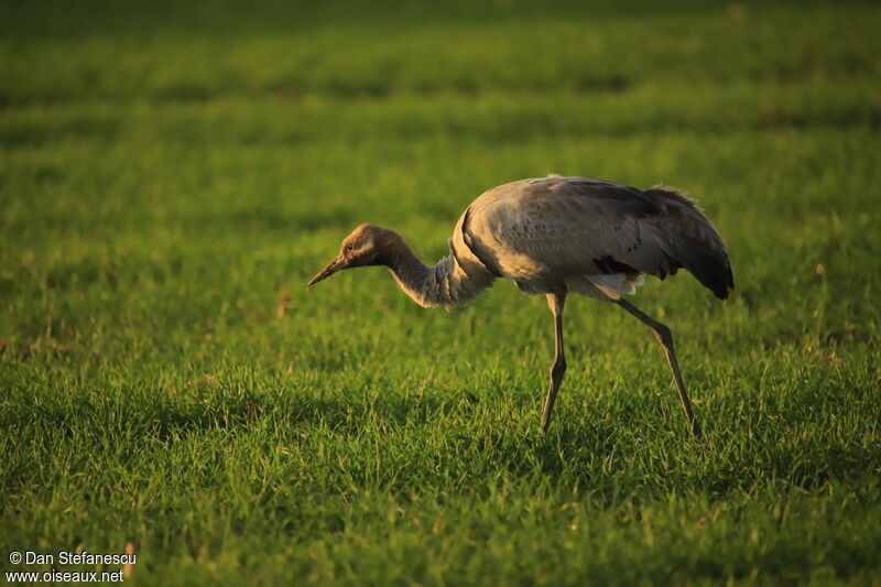 Common Craneimmature, walking, eats