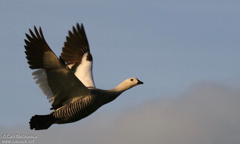Upland Goose male adult, Flight
