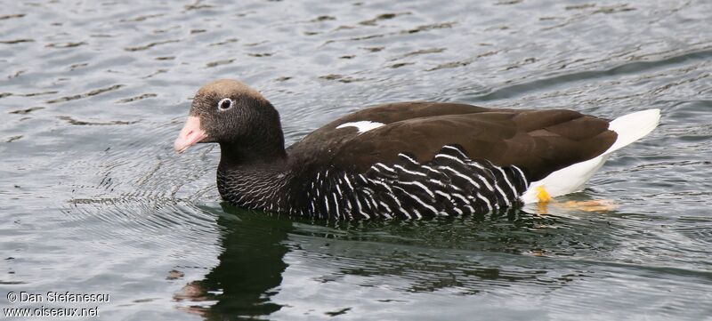 Kelp Goose female, swimming