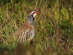 Red-legged Partridge