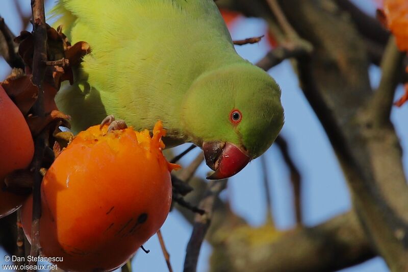 Rose-ringed Parakeet female adult, eats