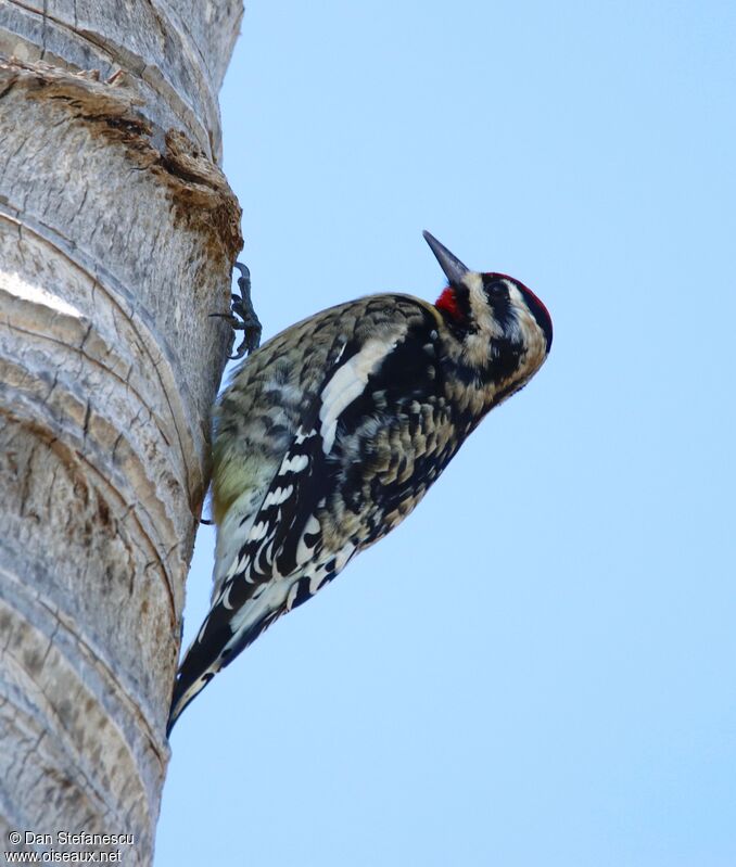 Yellow-bellied Sapsucker male adult