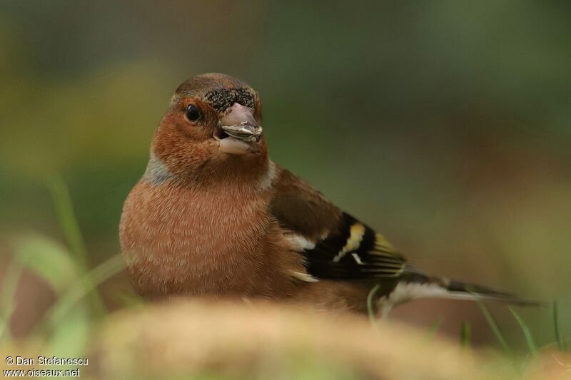 Common Chaffinch male, walking