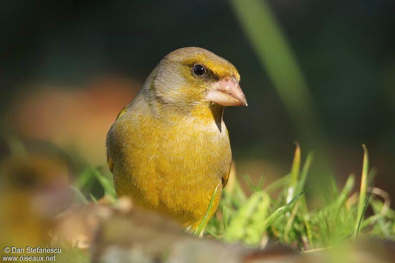 European Greenfinch male adult, close-up portrait