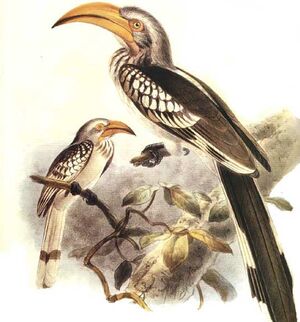 Eastern Yellow-billed Hornbill