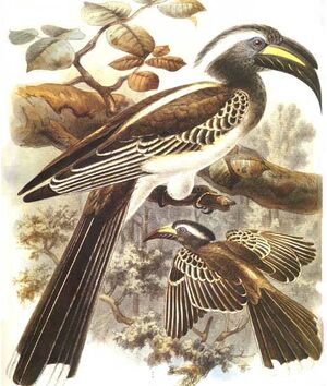 African Grey Hornbill