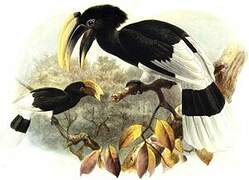 White-thighed Hornbill