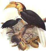 Plain-pouched Hornbill