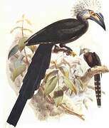 White-crested Hornbill